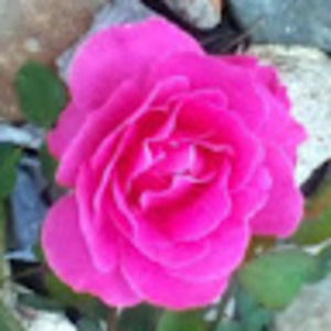 Meet your Posher, Pam